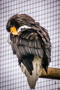 Close-up of bird perching in cage