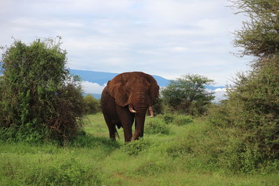 Elephant in a field