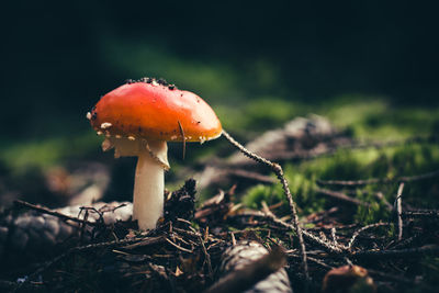 Fly agaric mushroom growing on field