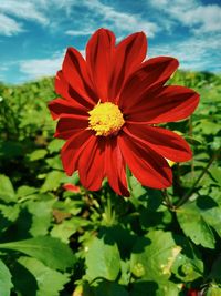 Close-up of red flower