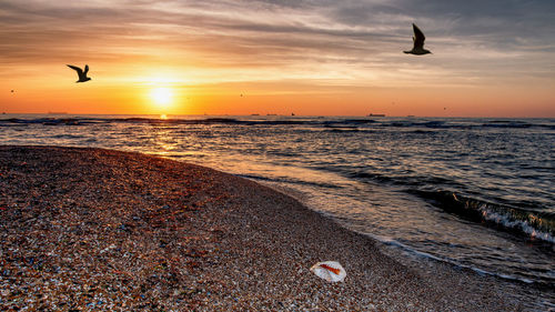 Birds flying over beach during sunset