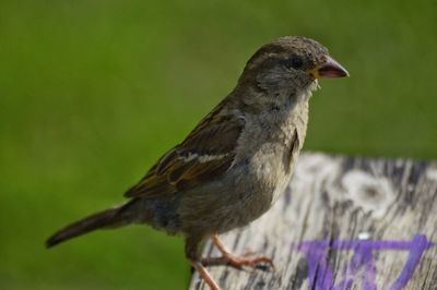 Close-up of bird perching on grass