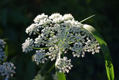 Close-up of white flowering plant