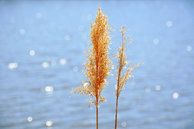 Close-up of reeds against sparkling lake