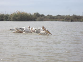 Swans swimming in lake against sky