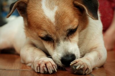 Close-up of dog sleeping on floor