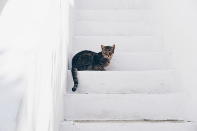 Cat on steps