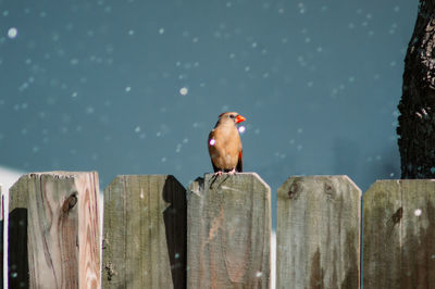 View of bird perching on wooden post