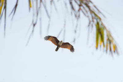 Low angle view of eagle flying in sky