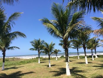 Palm trees on beach against sky