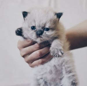 Close-up portrait of kitten on hand