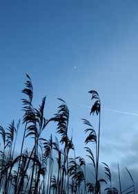 Low angle view of silhouette plants against blue sky