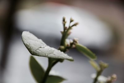 Close-up of lizard on plant