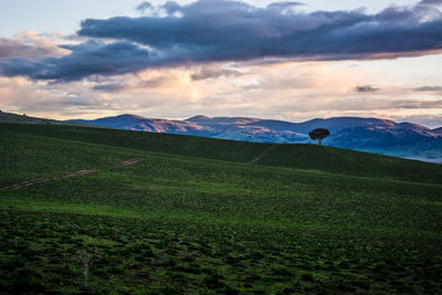 Scenic view of agricultural field against sky