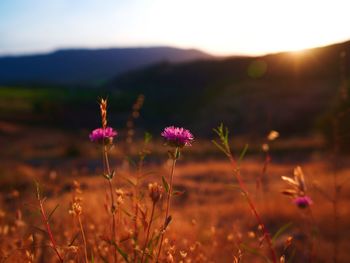 Purple flowering plants on field against sky during sunset