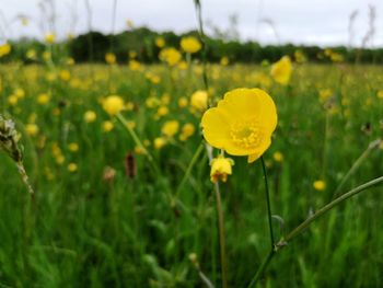 Close-up of yellow flowering plant on field