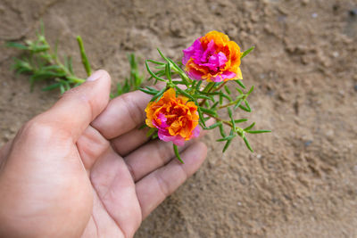 Close-up of hand holding red flower