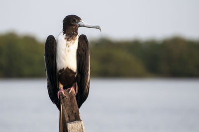 Close-up of bird perching on wooden post