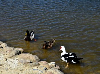 High angle view of ducks swimming in lake