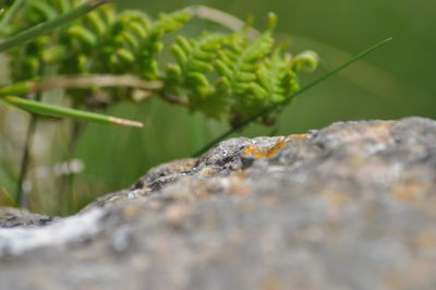 Close-up of plant growing on rock