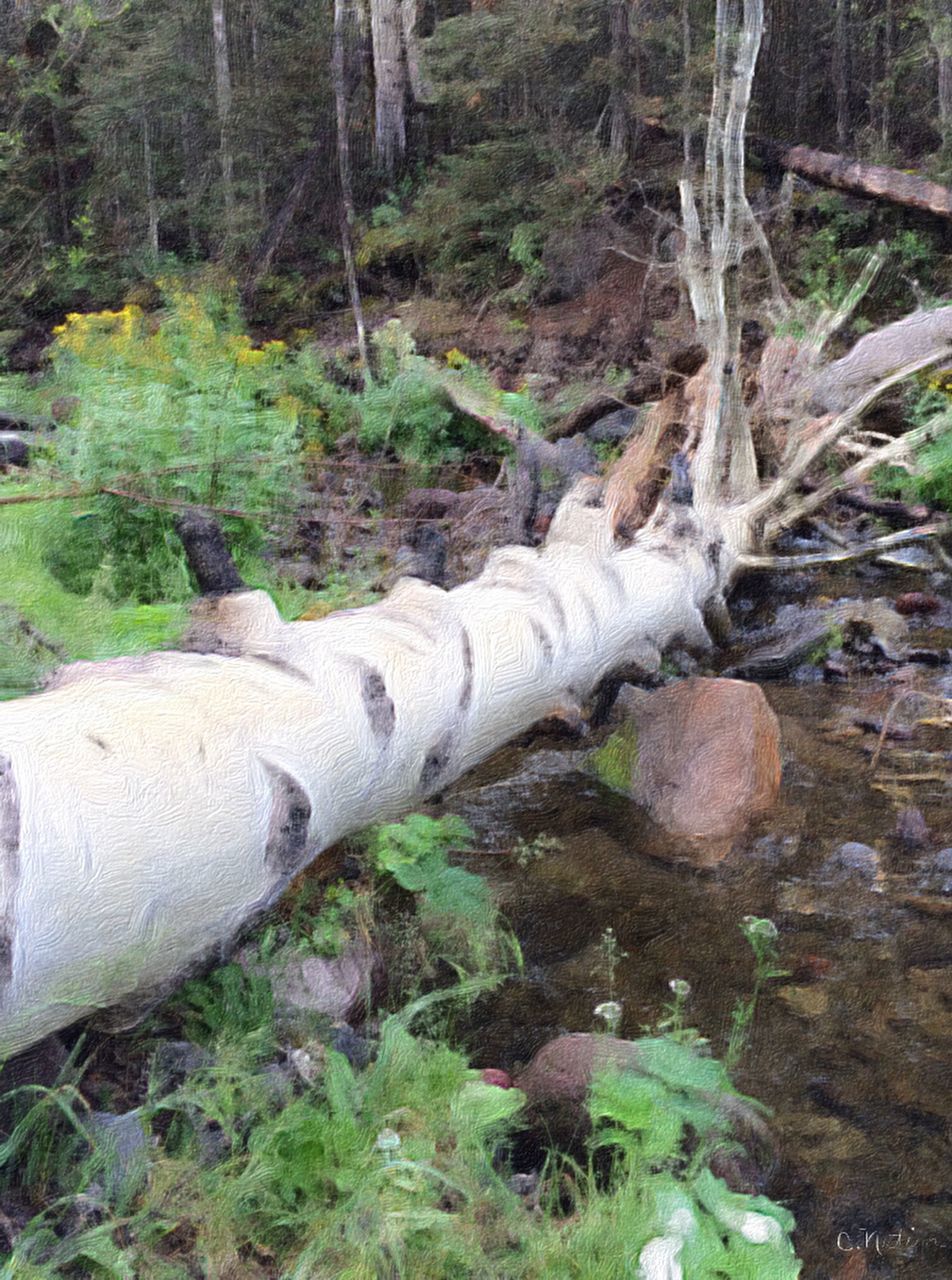 tree, forest, tree trunk, tranquility, nature, wood - material, water, log, fallen tree, growth, grass, moss, day, outdoors, no people, green color, beauty in nature, tranquil scene, close-up, plant