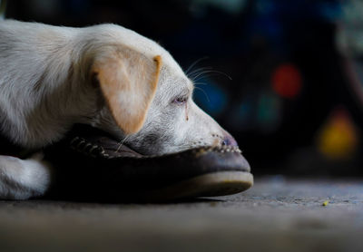 Close-up of dog resting