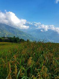 Scenic view of field against sky