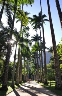 Low angle view of trees