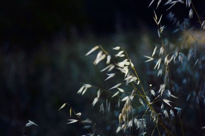 Close-up of plants at night