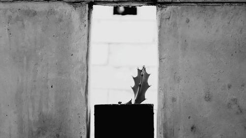 View of a horse against wall
