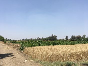 Scenic view of field against clear sky