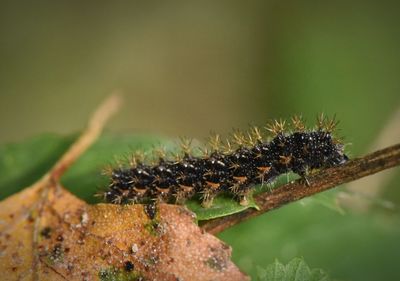 Close-up of insect on plant