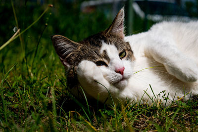 Close-up of a cat resting on field