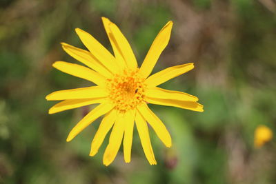 Close-up of yellow flower blooming outdoors