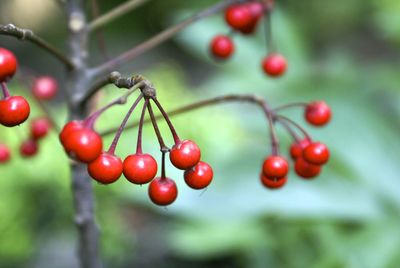 Close-up of berries on tree