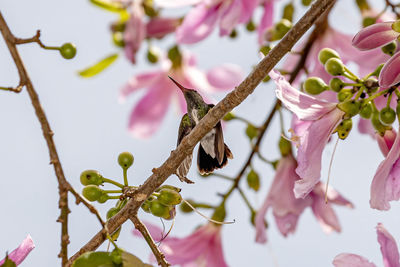 Close-up of cherry blossoms in spring