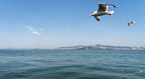 Seagulls flying over sea against sky