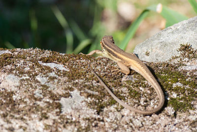 Close-up of lizard on rock