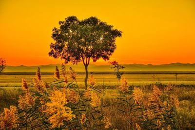 Scenic view of field at sunset