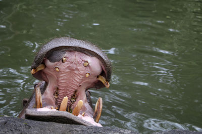 Elephant swimming in lake