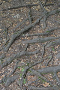 Full frame shot of tree