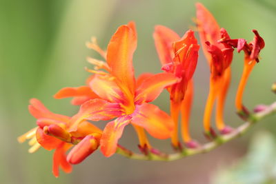 Close-up of orange flowering plant