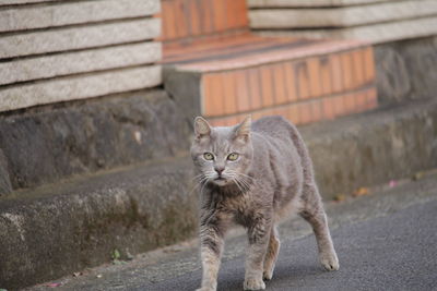 Portrait of cat on retaining wall