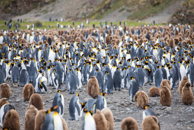 Flock of birds in a row