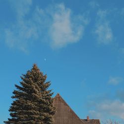 Low angle view of trees against blue sky