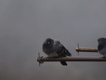 Close-up of bird perching against clear sky