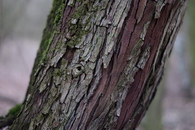 Close-up of tree trunk