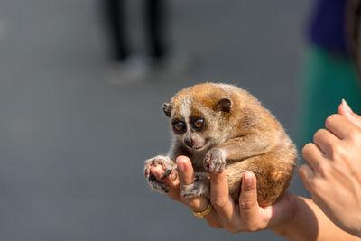 Cropped hands of man holding lemur