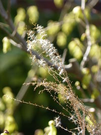 Close-up of fresh green plant