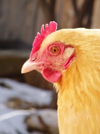 Close-up of rooster